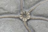 Exceptional Jurassic Brittle Star (Palaeocoma) - Lyme Regis #30932-1